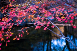 羞羞免费视频播放界面